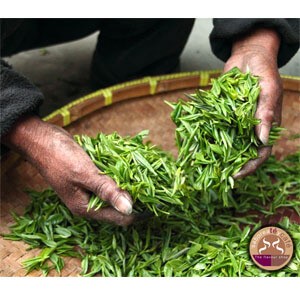 Té Verde Japonés Genmaicha Matcha 1 kg