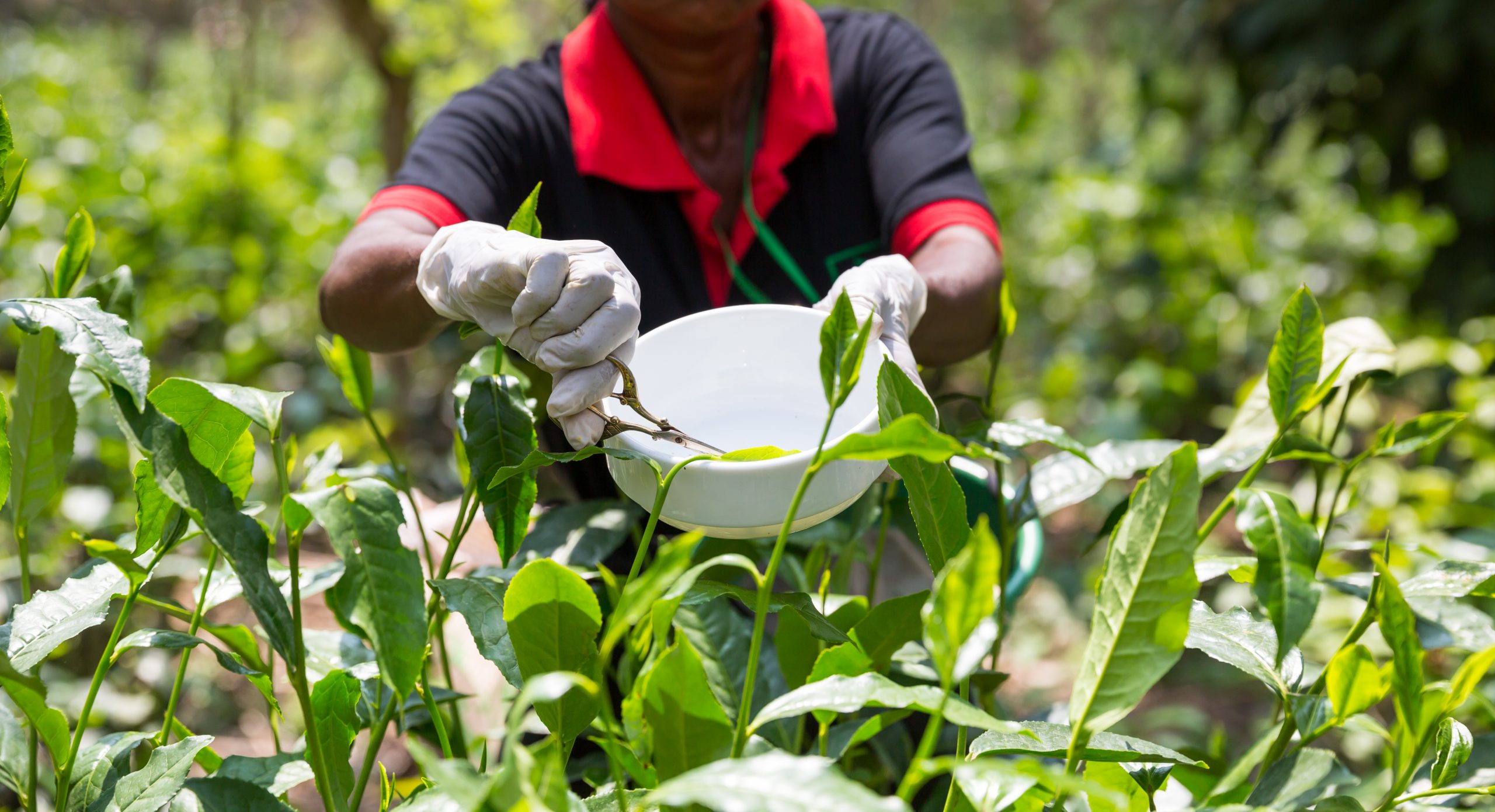 Depositphotos 150002276 xl 2015 scaled The Flavour Shop. Tu tienda online de té, café, rooibos e infusiones Saboreaté y Café