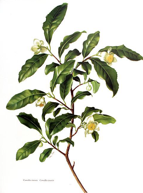planta del te The Flavour Shop. Tu tienda online de té, café, rooibos e infusiones Saboreaté y Café