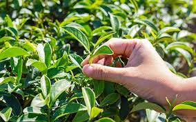 planta de té rojo