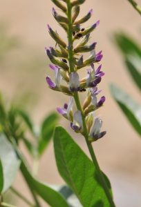Glycyrrhiza glabra planta del regaliz de palo The Flavour Shop. Tu tienda online de té, café, rooibos e infusiones Saboreaté y Café