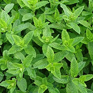 Infusión Bienestar de Ayuda contra los Vómitos 24 unidades 9 The Flavour Shop. Tu tienda online de té, café, rooibos e infusiones menta ayuda vómitos