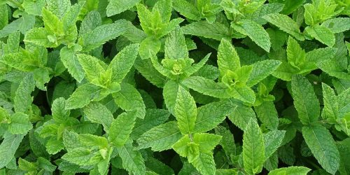 menta